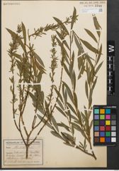 Foto von Salix purpurea L.